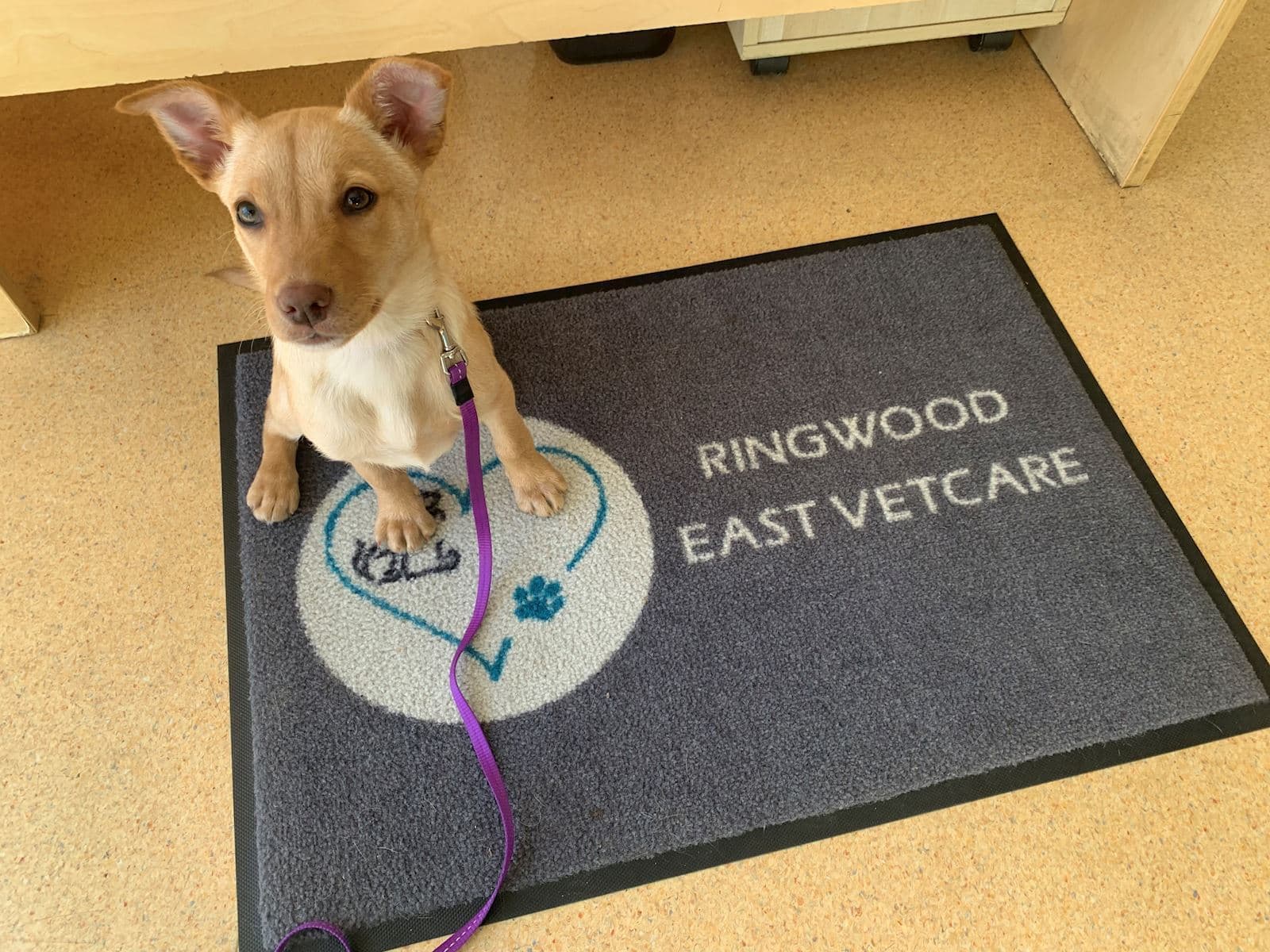 Bindi at the front desk
