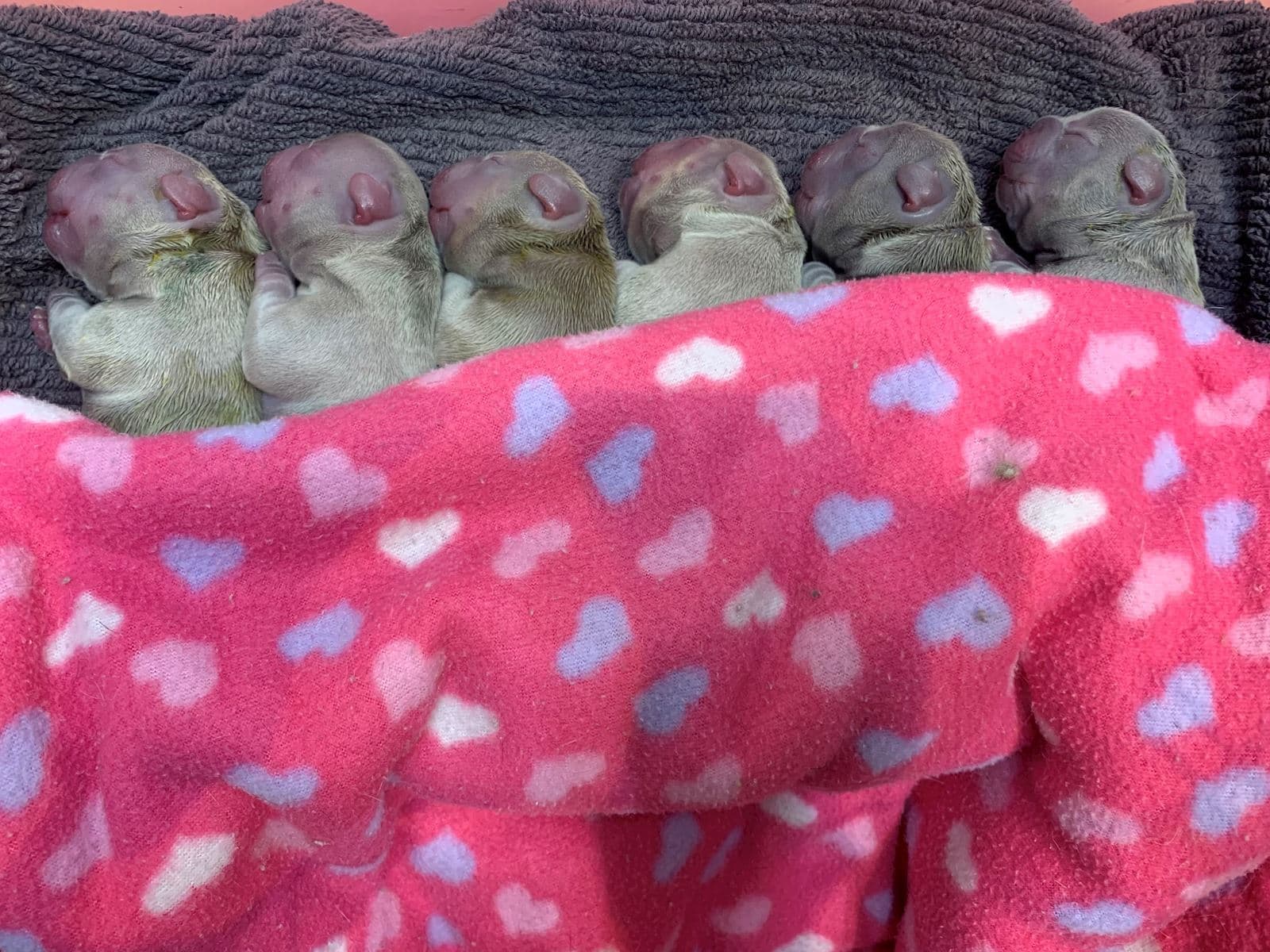 Newborn puppy care