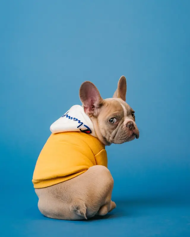Vaccinations at Ringwood East Vetcare